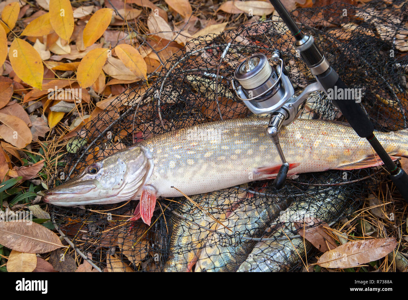 Fishing Concept Trophy Catch Big Freshwater Pike Fish Know As Esox