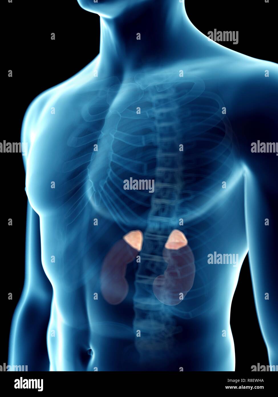 Illustration Of A Man S Adrenal Glands Stock Photo Alamy