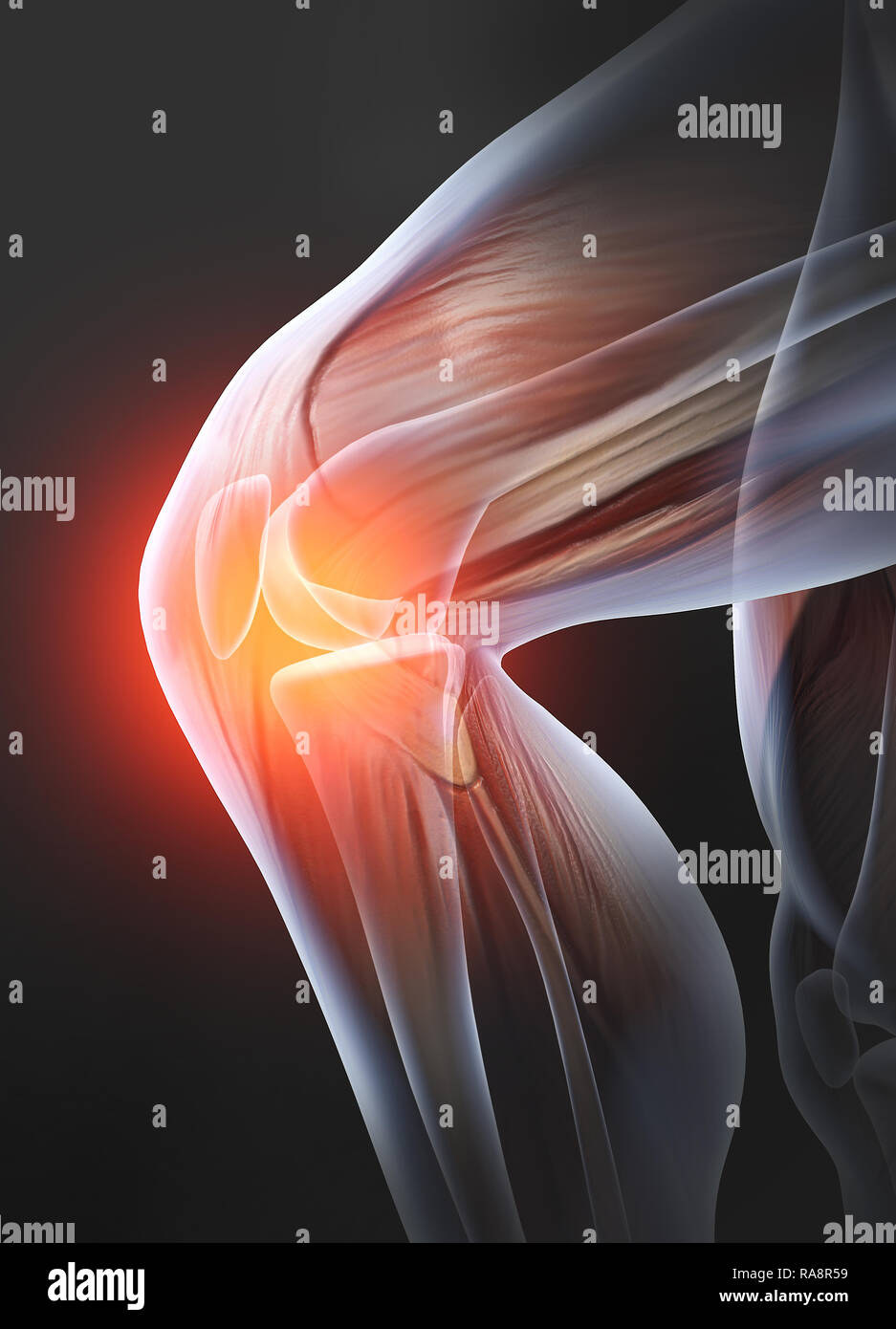 Knee Joint Muscles Hi Res Stock Photography And Images Alamy