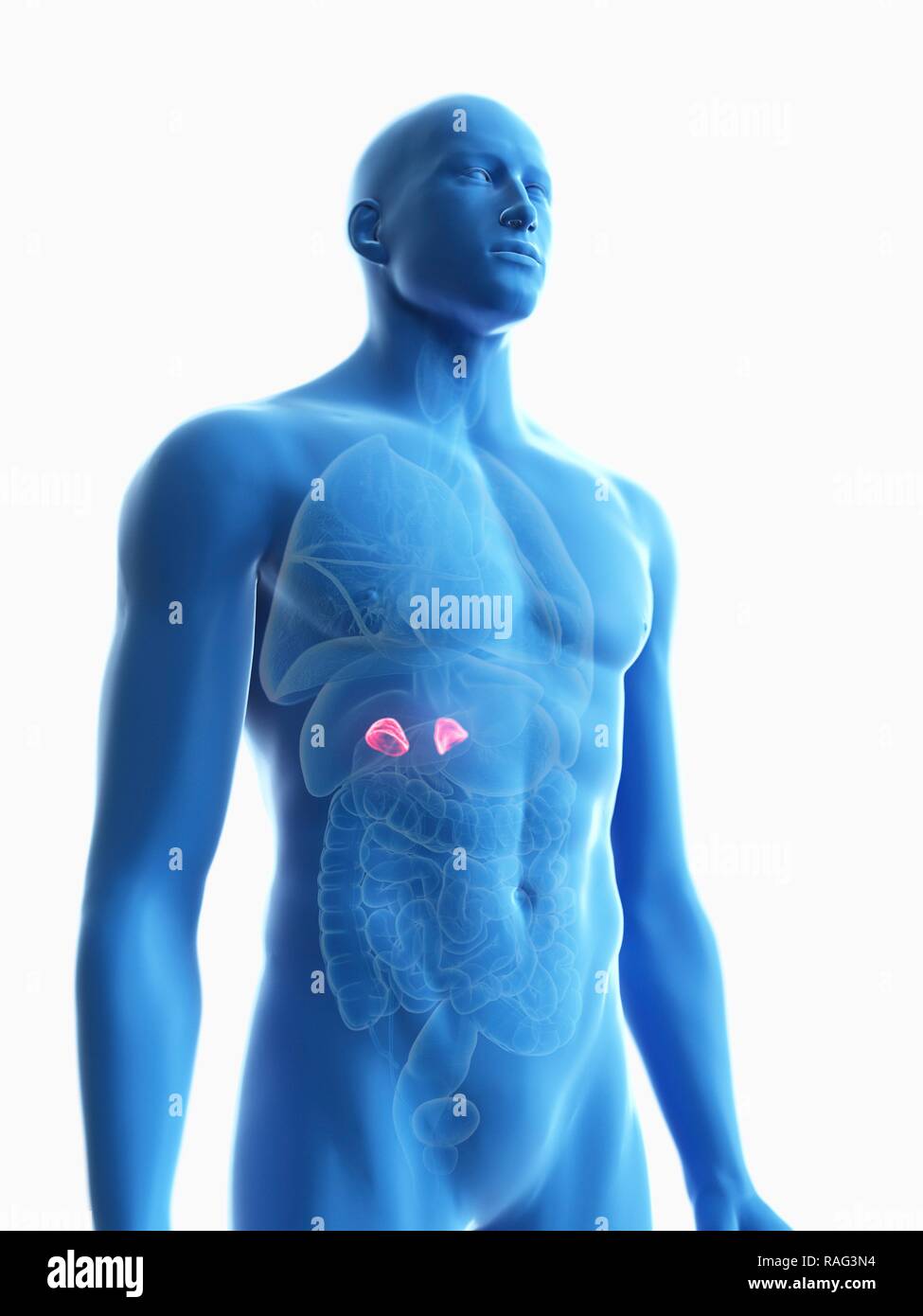 Illustration Of A Man S Adrenal Glands Stock Photo Alamy