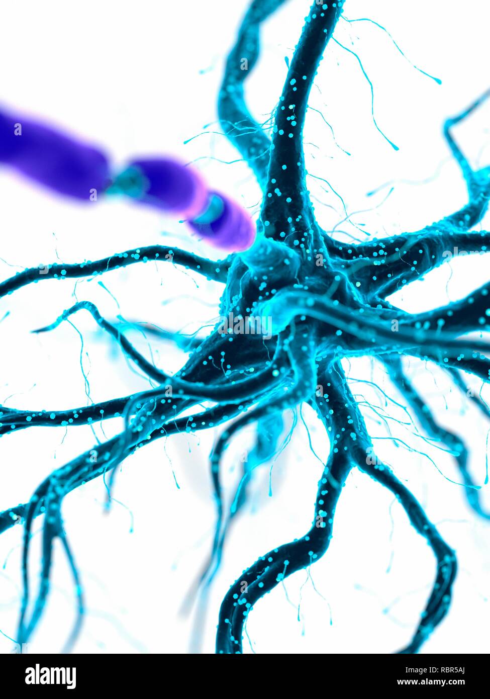 Illustration Of A Human Nerve Cell Stock Photo Alamy