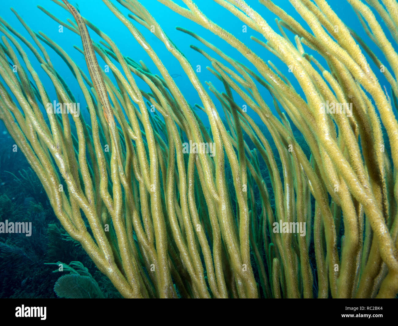 Blue Camouflage Hi Res Stock Photography And Images Alamy