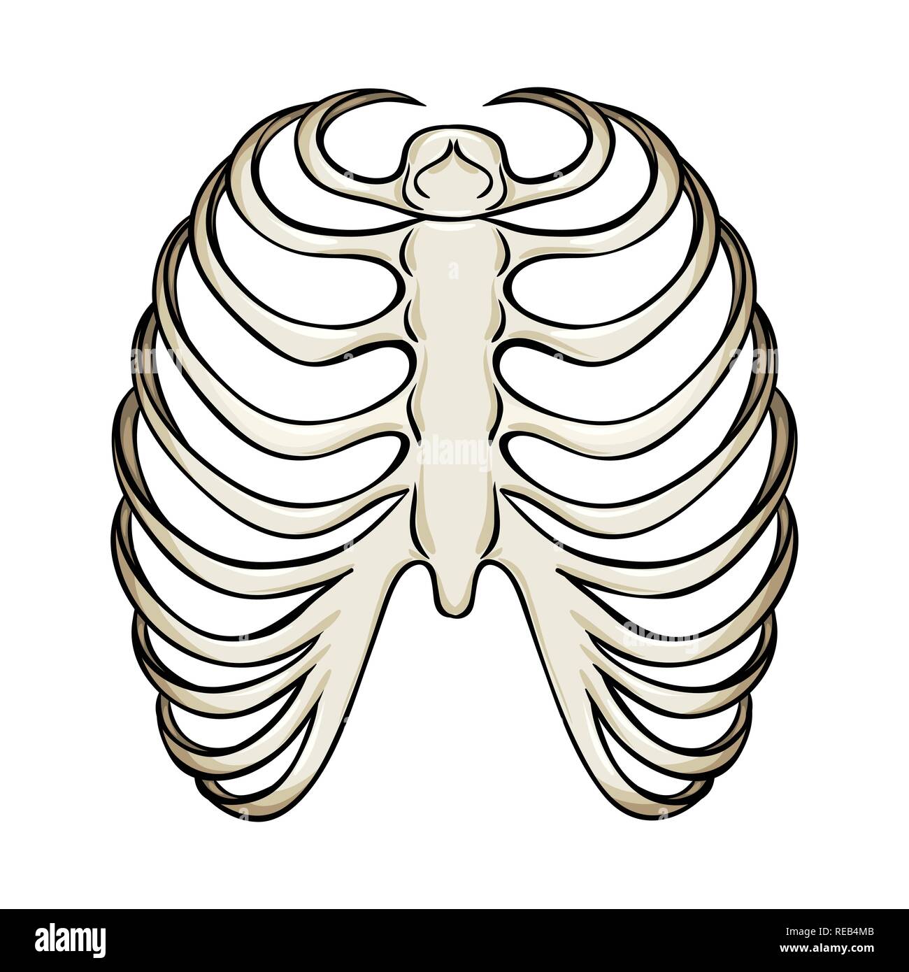 Rib Cage Xray Body Spine Sternum Breastbone Calcium Surgery Bone Skeleton Anatomy Human Organs