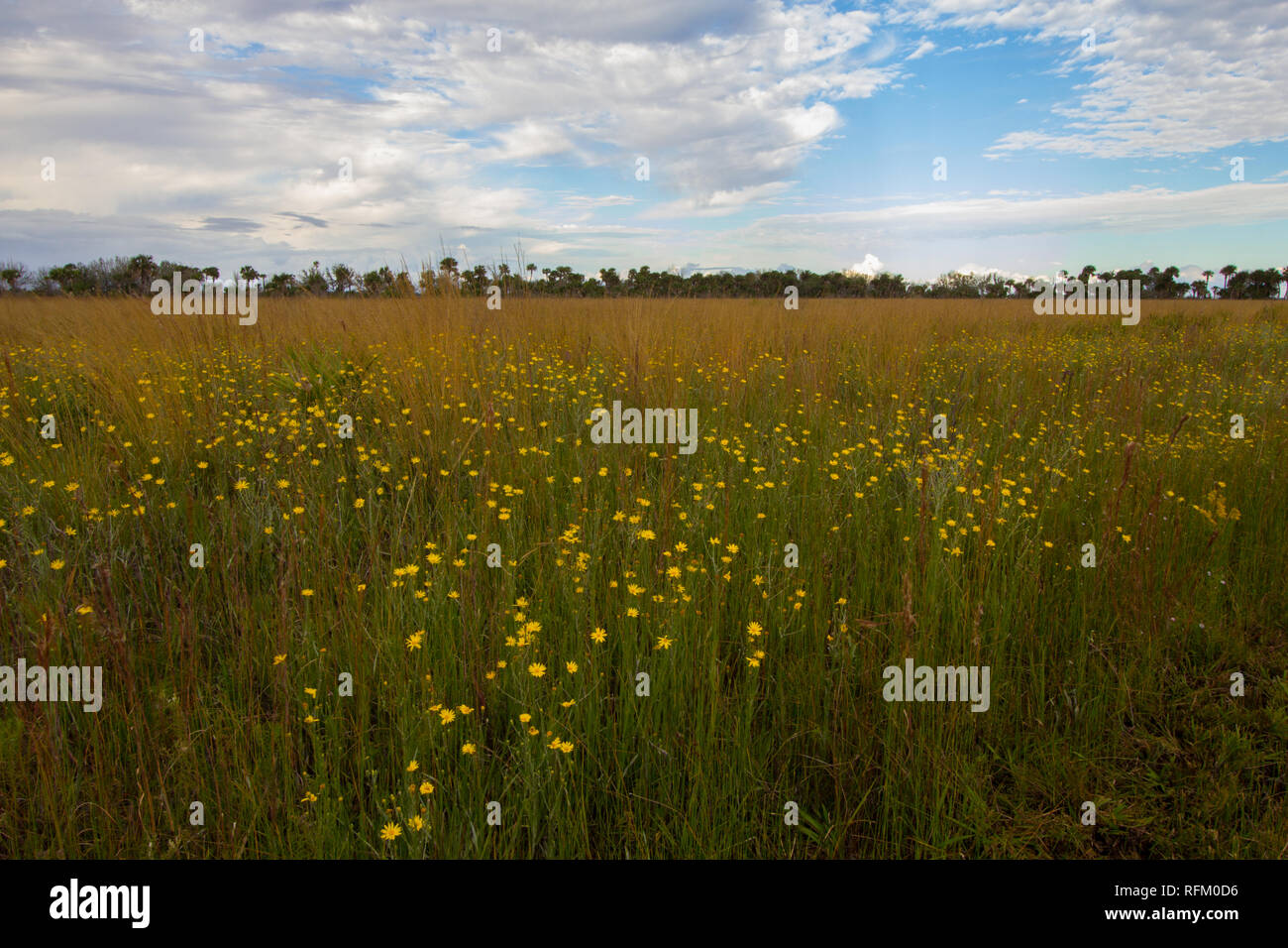 Kissimmee Prairie Preserve State Park Florida Stock Photo Alamy