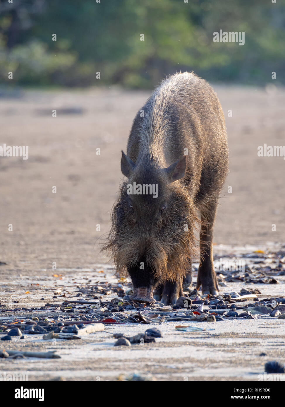 Bearded Pig Sus Barbatus Foraging On The Beach In Bako National Park