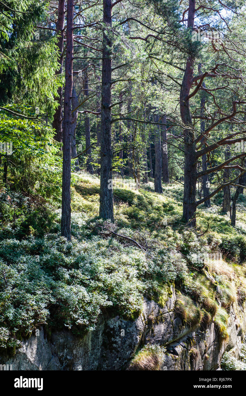 Europa D Nemark Bornholm Unber Hrter Wald In Der Paradisbakkerne