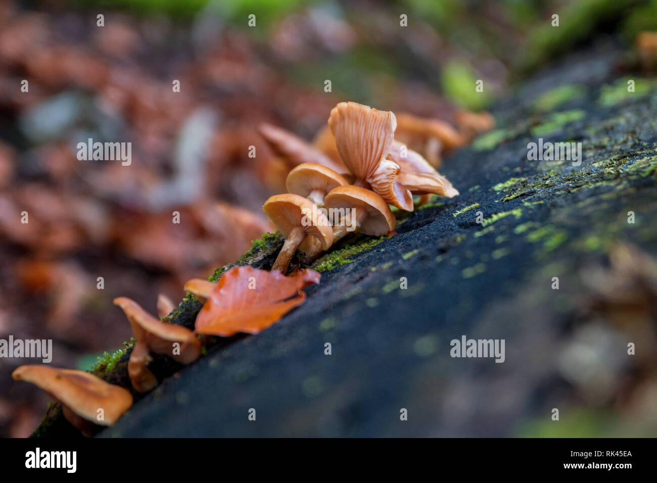 Beautiful Forest Mushrooms And Moss On Tree Trunk Close Up Picture Of