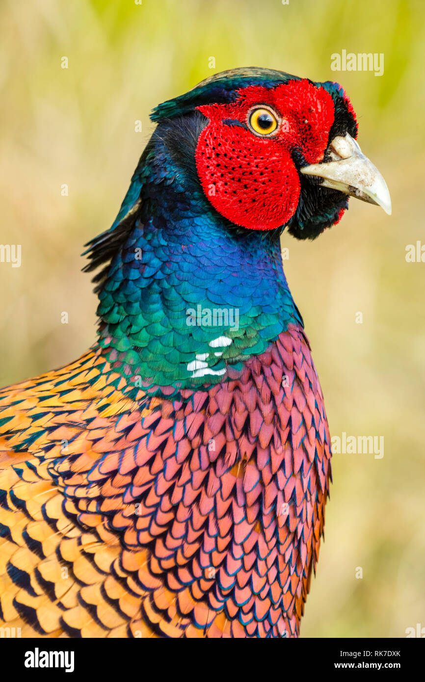 Pheasant Close Up Of Head And Shoulders Of Colourful Ring Necked Male