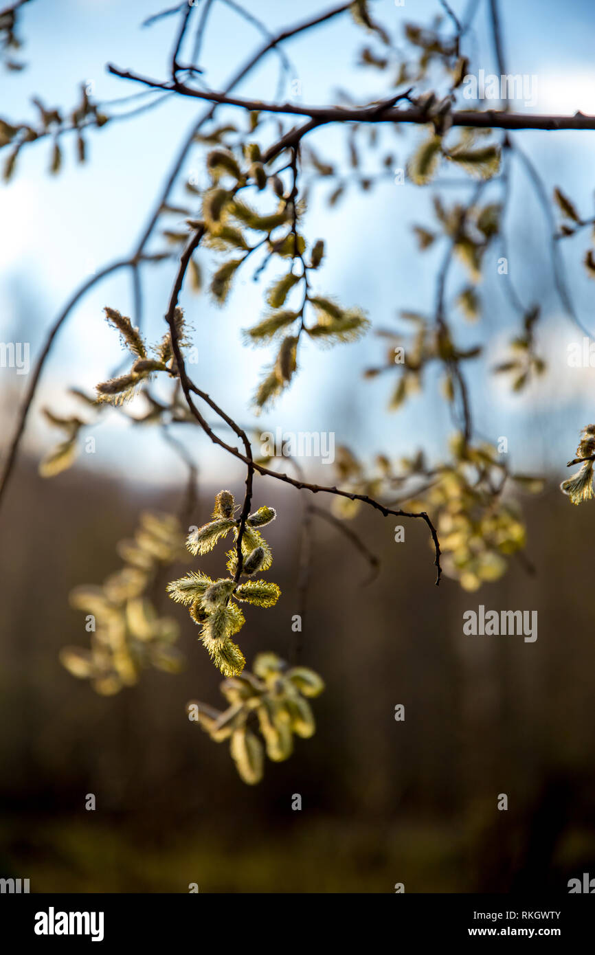 Spring Nature Background With Pussy Willow Branches Rural Landscape In