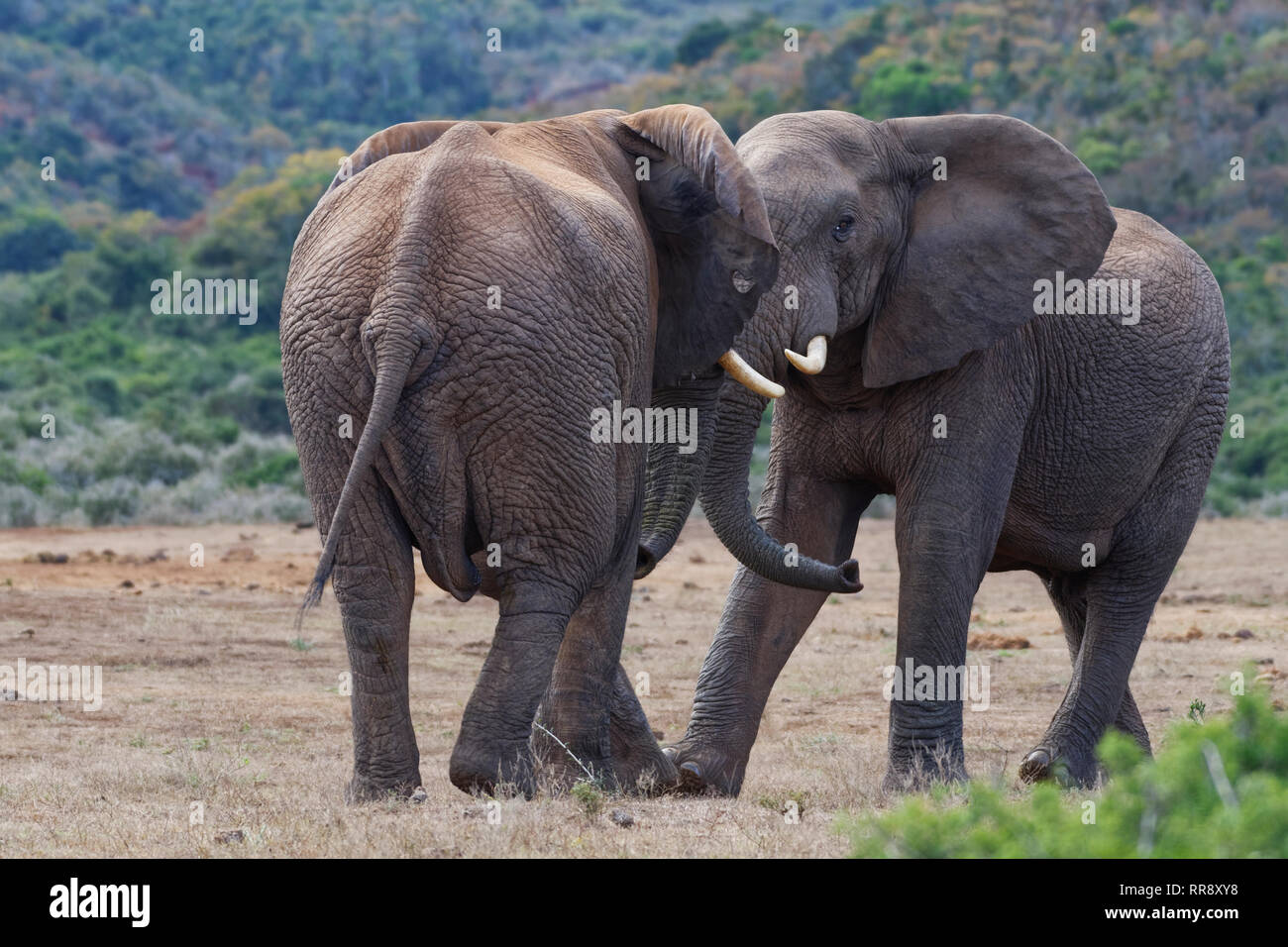 Rear African Elephants Ear Hi Res Stock Photography And Images Alamy