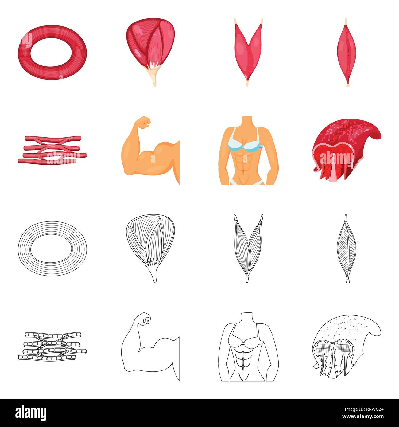 Vector Design Of Fiber And Muscular Sign Set Of Fiber And Body Stock