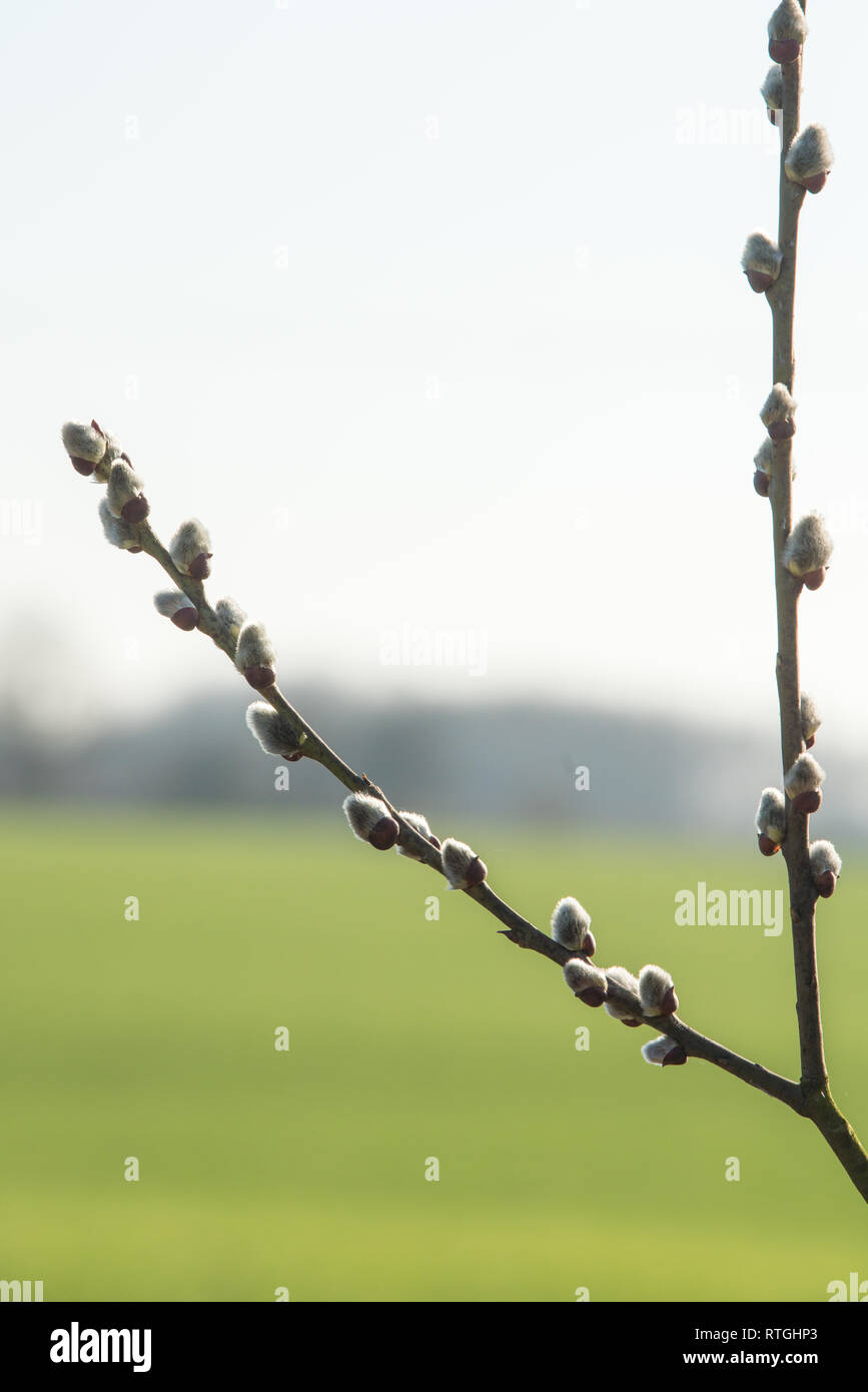 Emerging Backlit Pussy Willow Salix In Spring Stock Photo Alamy