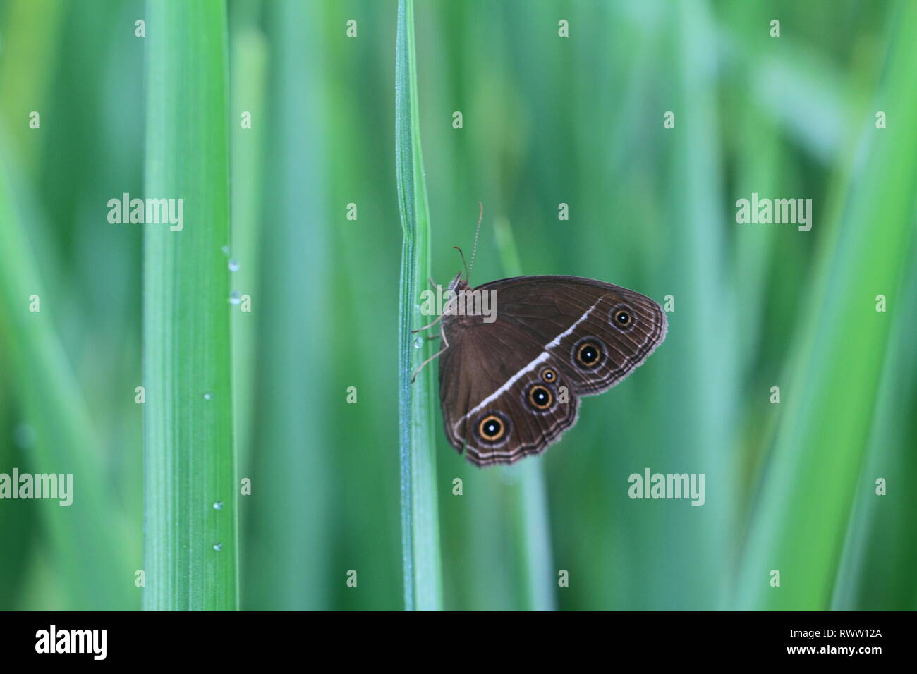 Butterfly Macro Photography Hi Res Stock Photography And Images Alamy