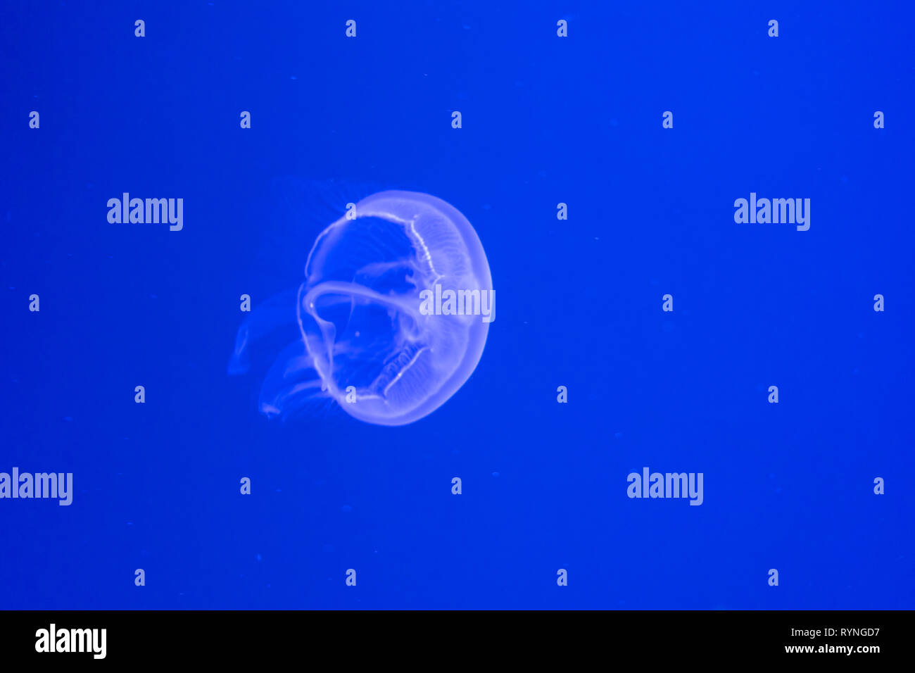 White Jelly Fish Swimming In Blue Water Stock Photo Alamy