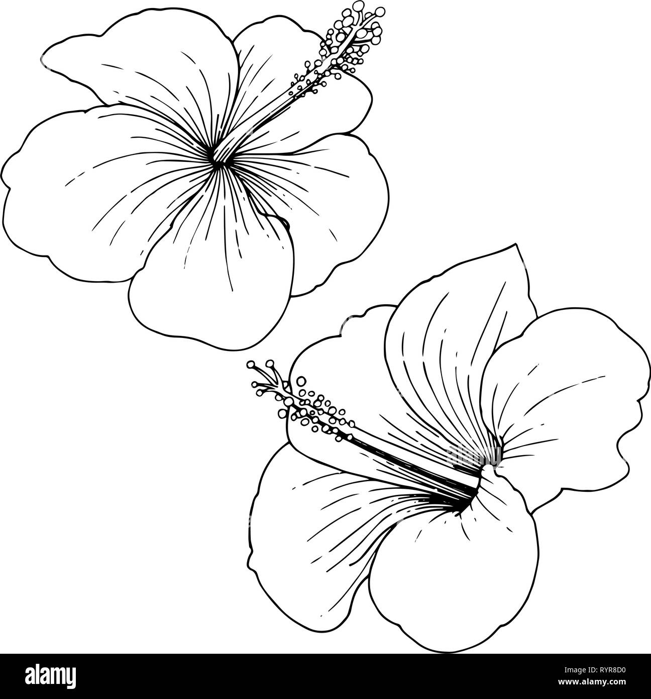 Vector Hibiscus Floral Tropical Flowers Black And White Engraved Ink