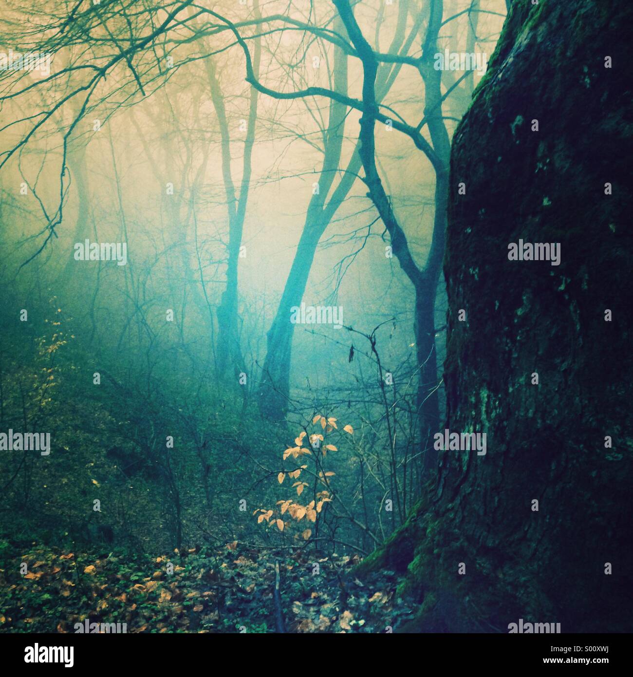 lost-in-a-misty-fairytale-S00XWJ.jpg