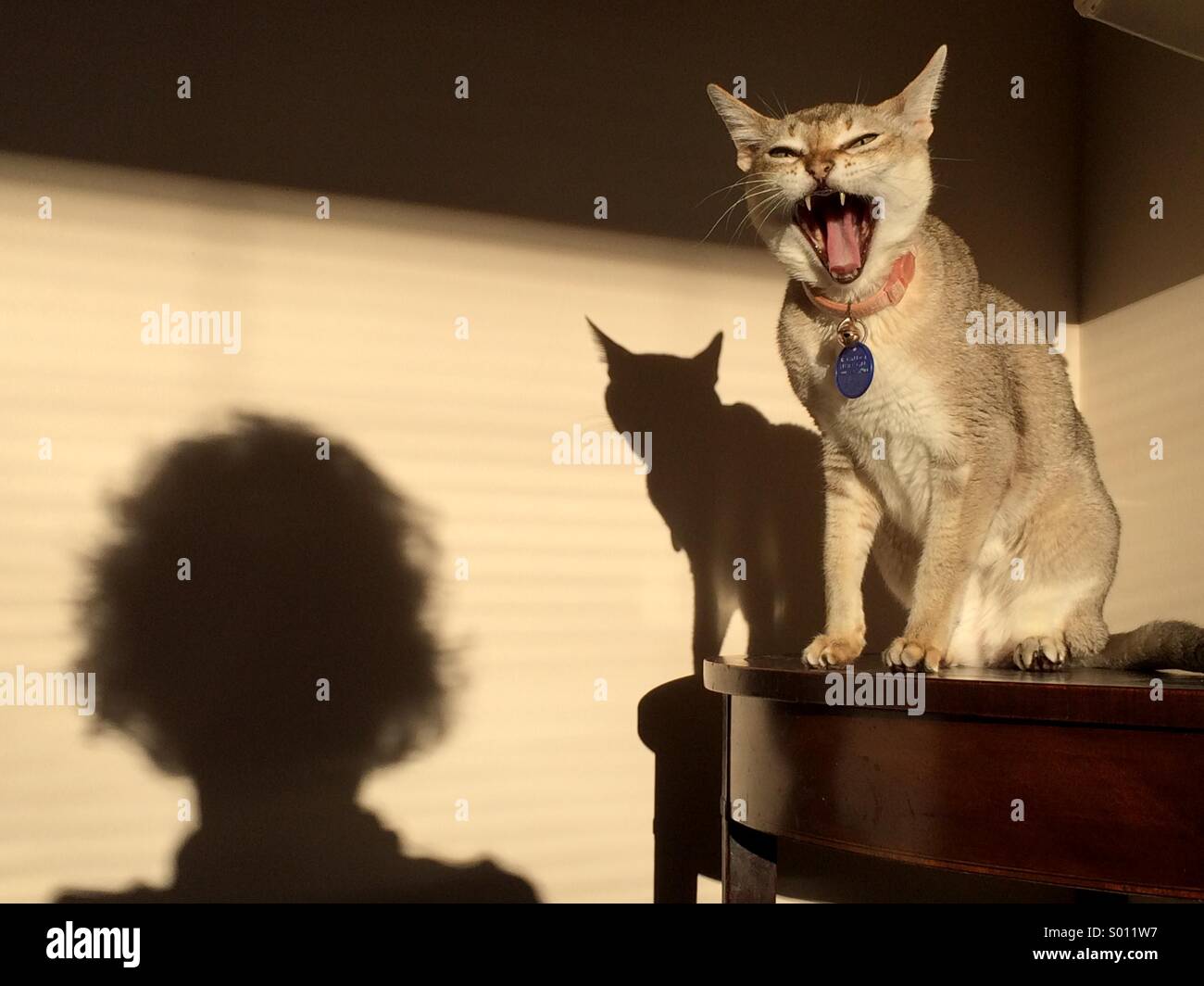 cat-yawning-hissing-at-person-seen-as-sh