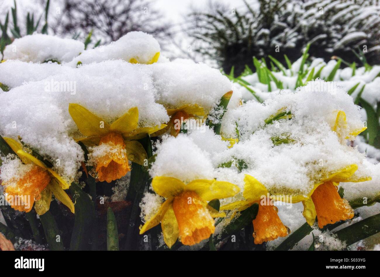 Snow covered flowers in April in Ohio Stock Photo 309855604 Alamy