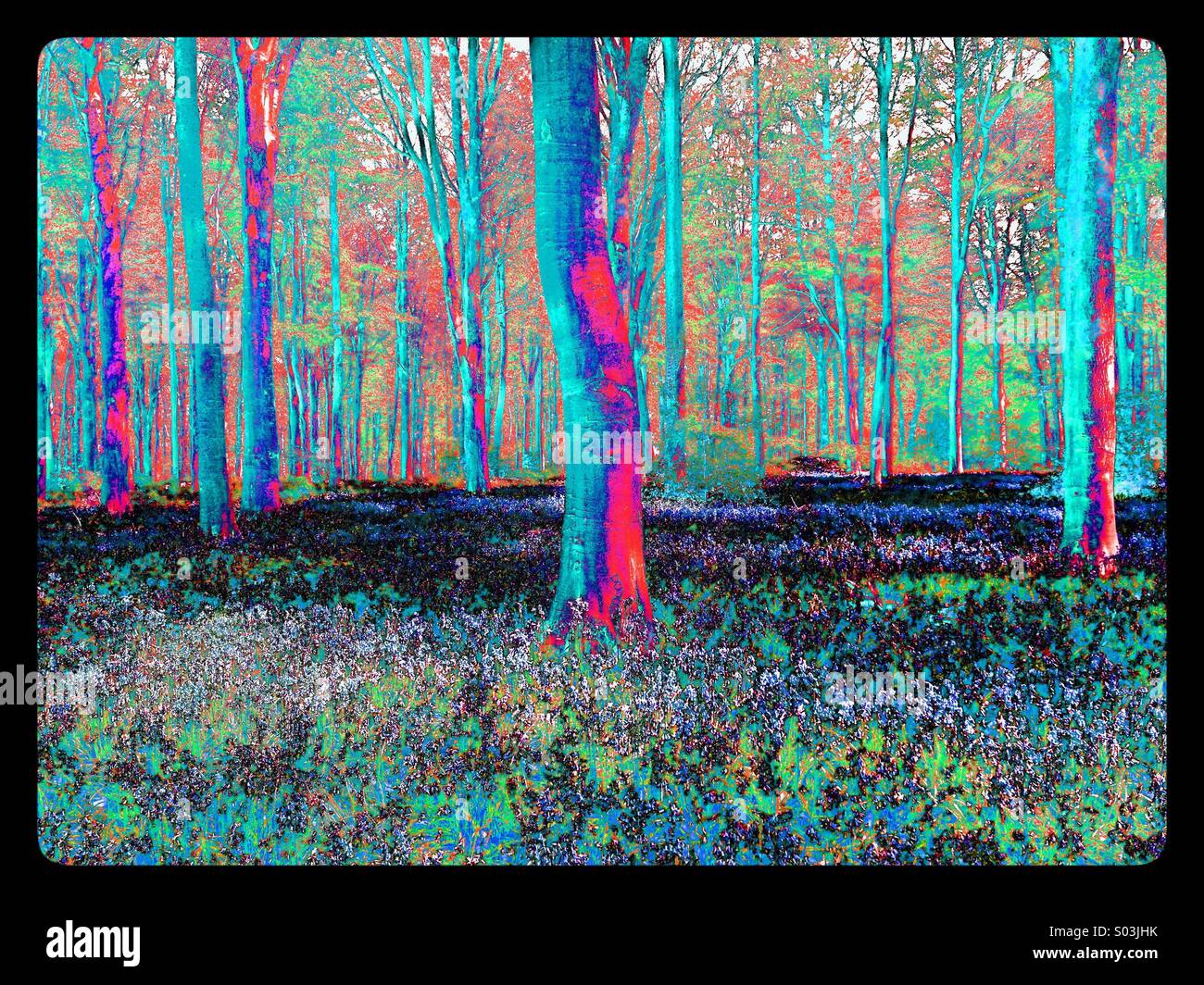 psychedelic-view-of-a-woodland-scene-con