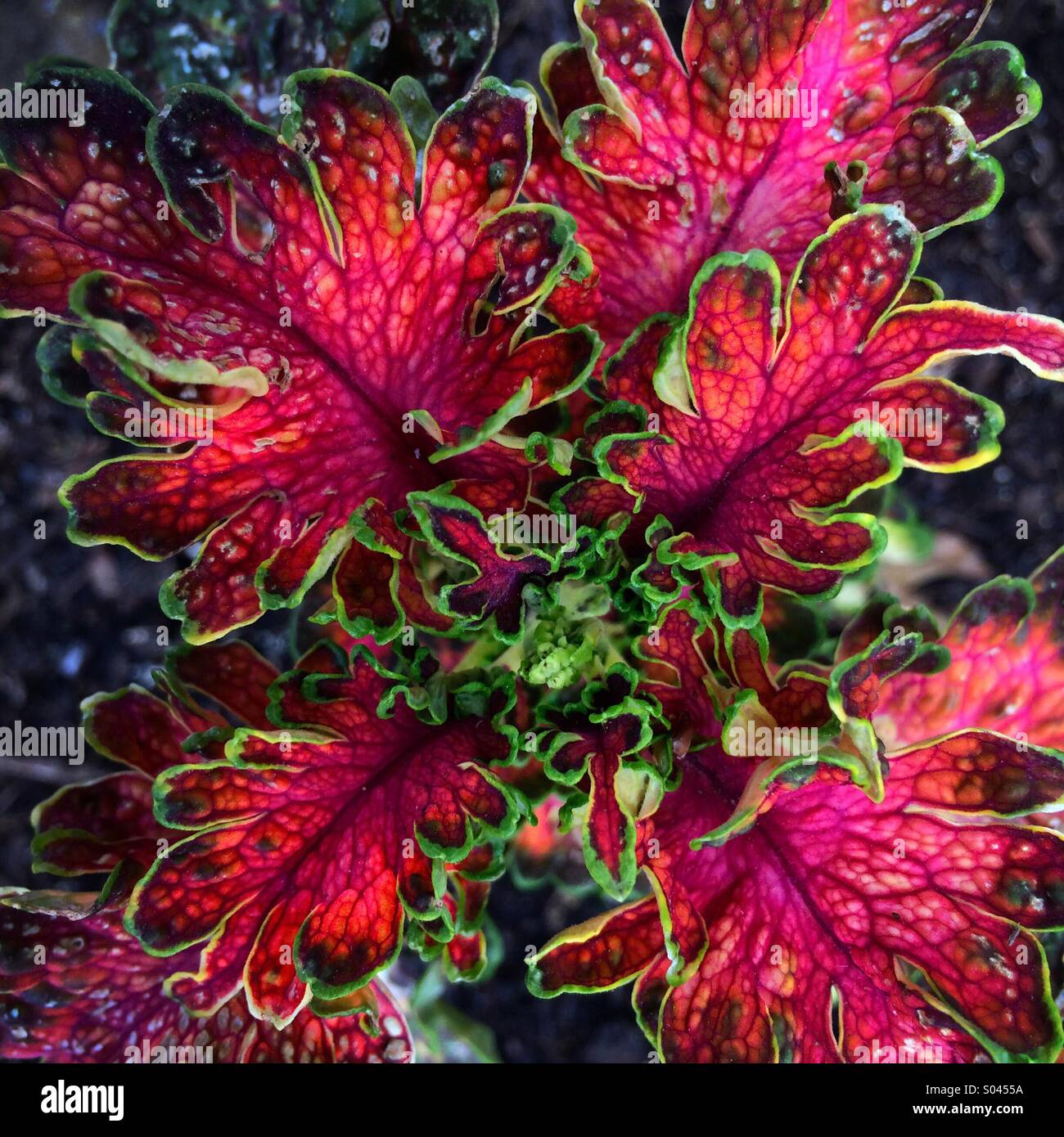 Coleus are colorful ornamental plants with variegated ...