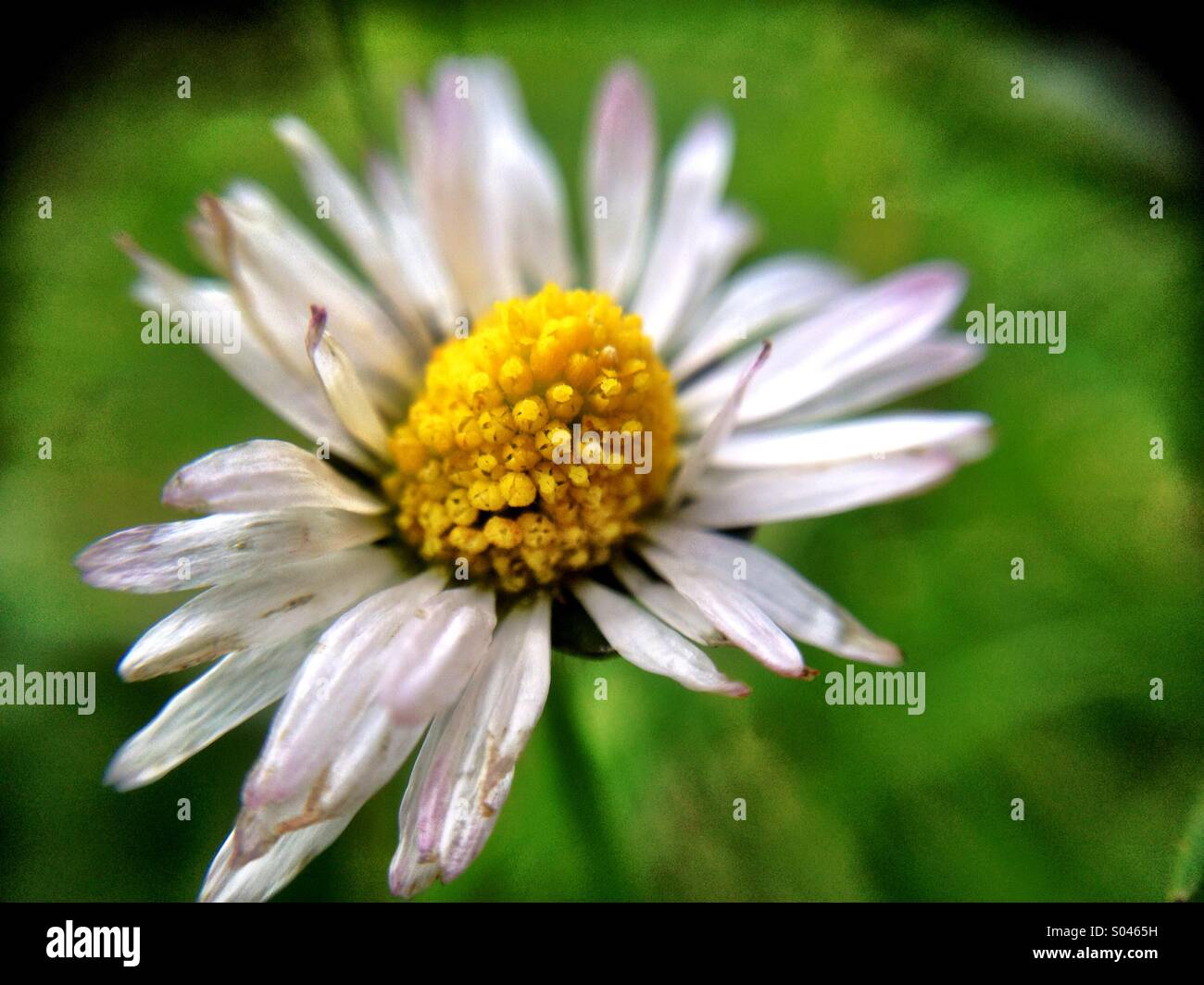 Dirty Daisy Stock Photo, Picture and Royalty Free Image. Pic. 309879293