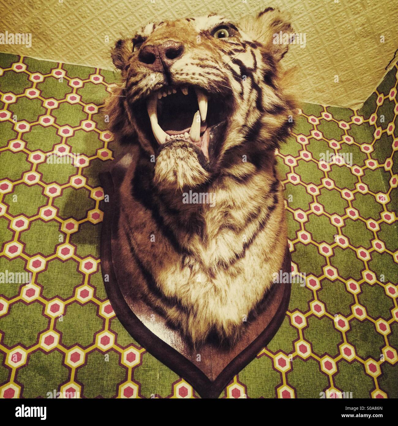 A tigers head mounted on a wall Stock Photo, Royalty Free Image