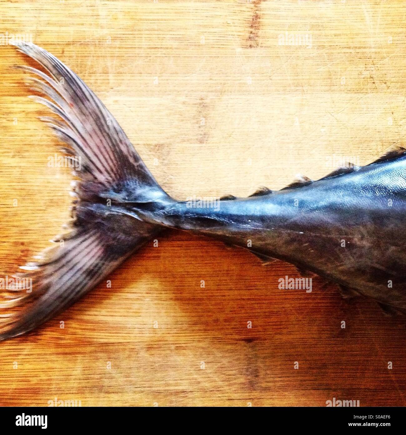 tuna-fish-tail-on-wooden-board-backgroun
