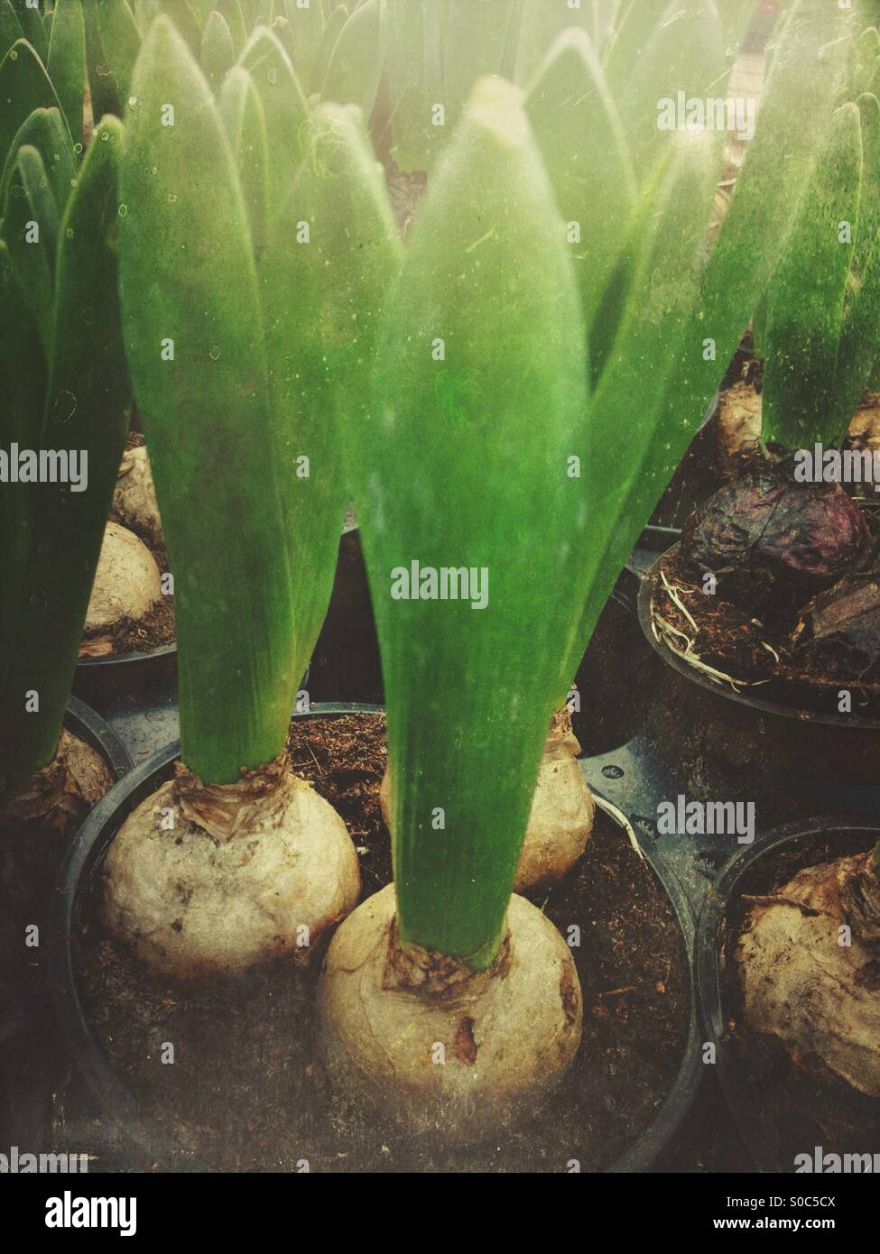 Hyacinth bulbs Stock Photo, Royalty Free Image: 310054330 - Alamy