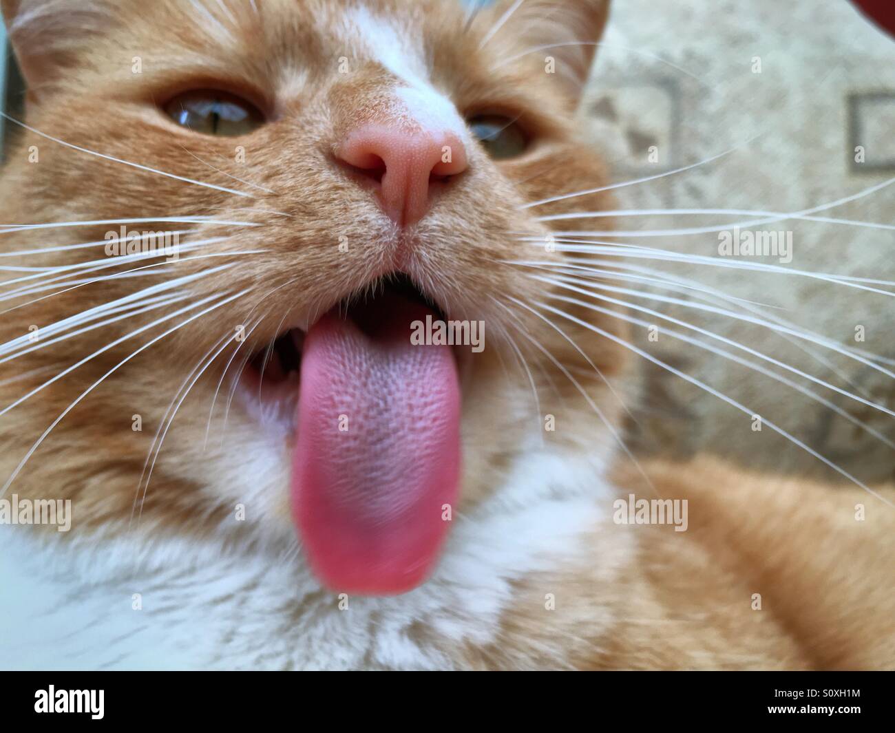 Ginger cat sticking his tongue out Stock Photo Alamy