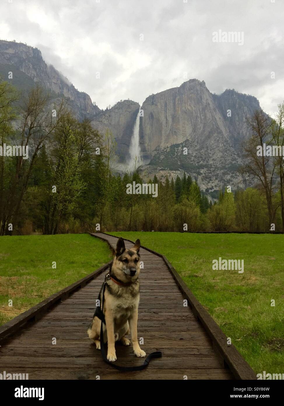 dogs in yosemite traveling yosemite stock photo royalty free image 310385793 alamy dogs in yosemite traveling yosemite stock photo royalty free image 310385793 alamy