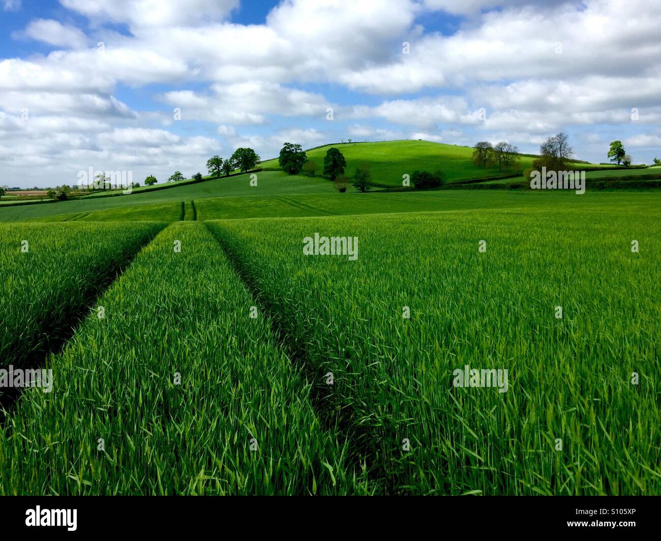 Lush, rolling green fields of barley crops near Marksbury, Somerset