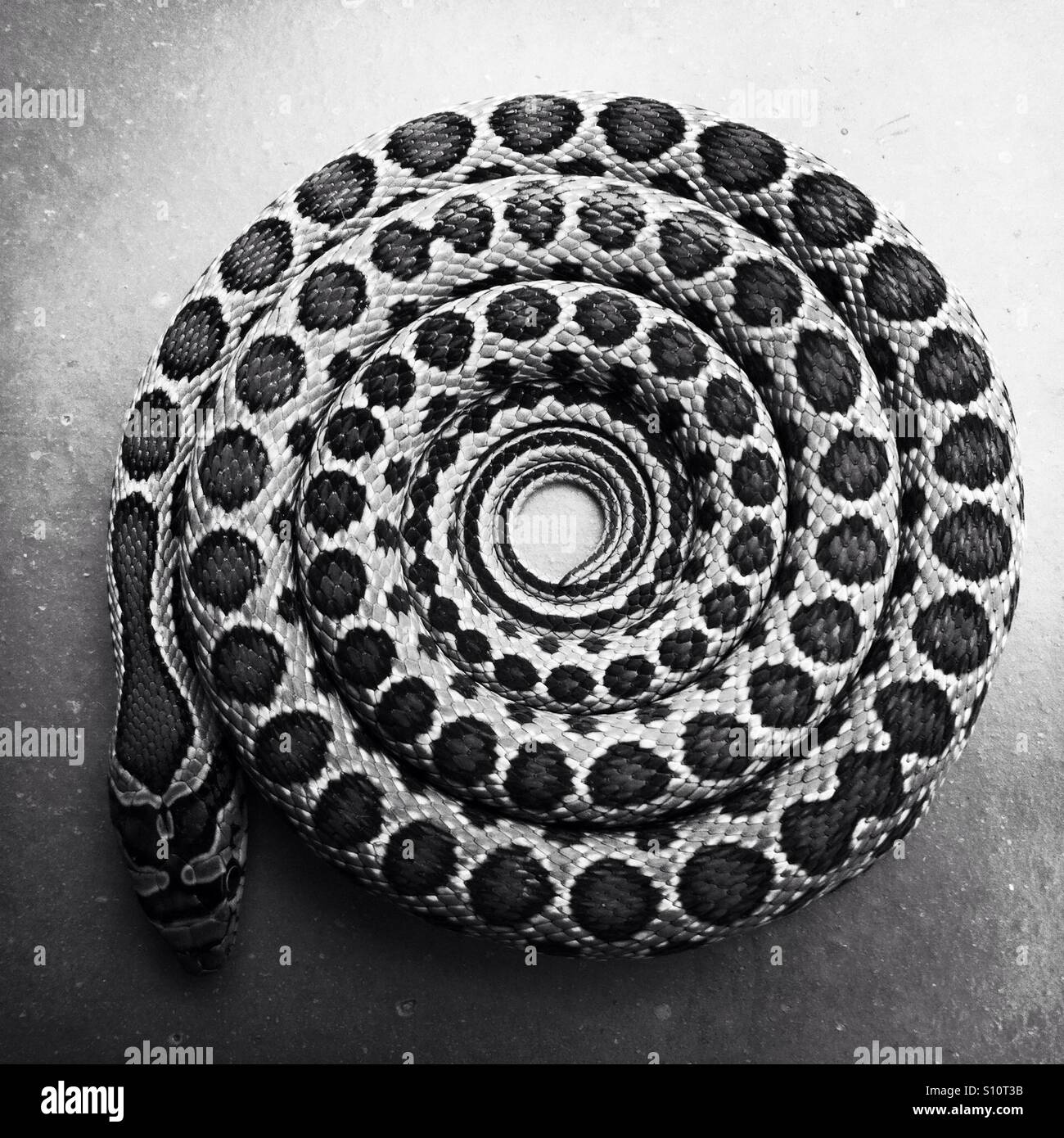 Coiled Horseshoe whip snake Stock Photo, Royalty Free Image 310420191