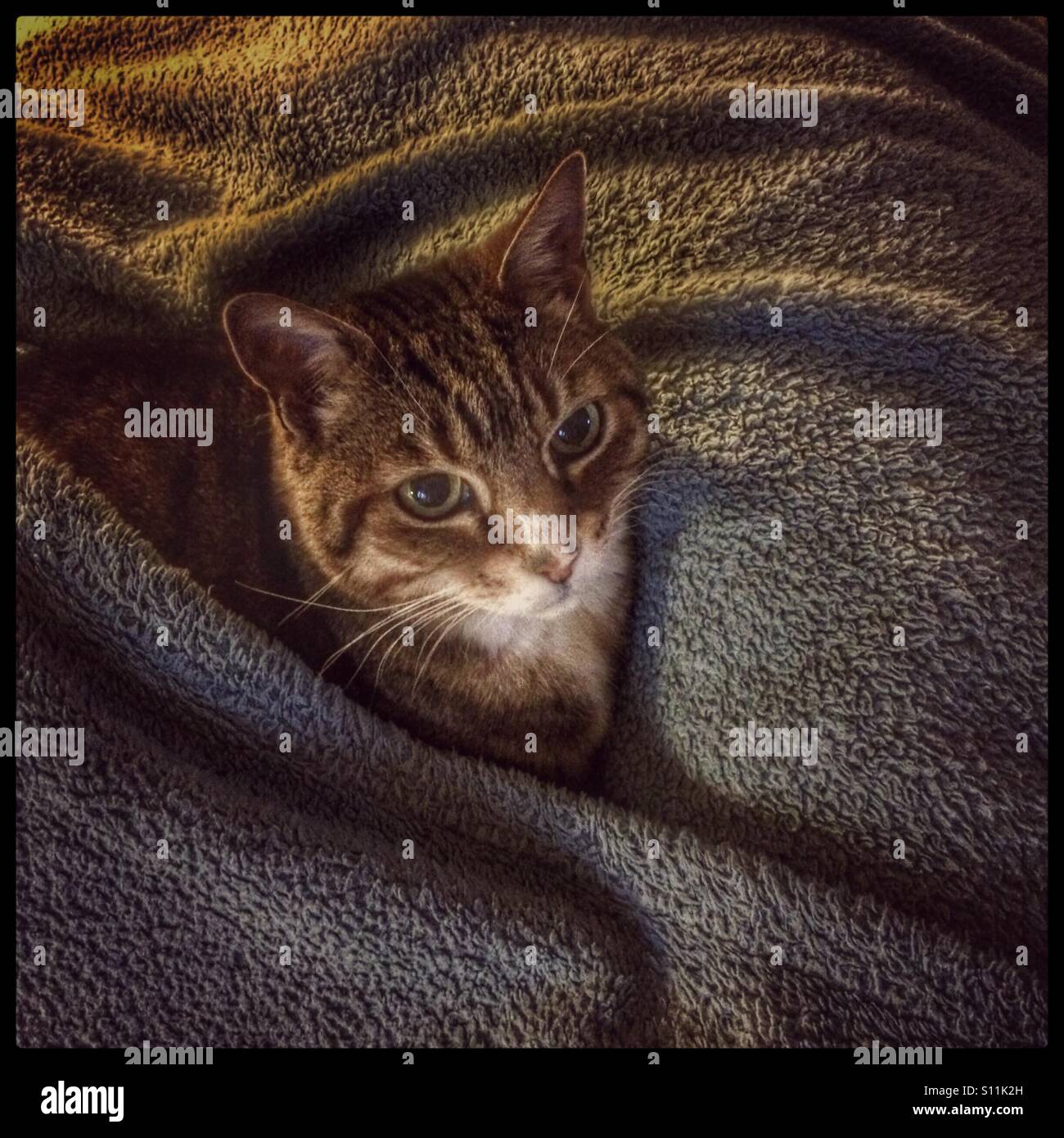 Cat wrapped in blanket Stock Photo 310438201 Alamy