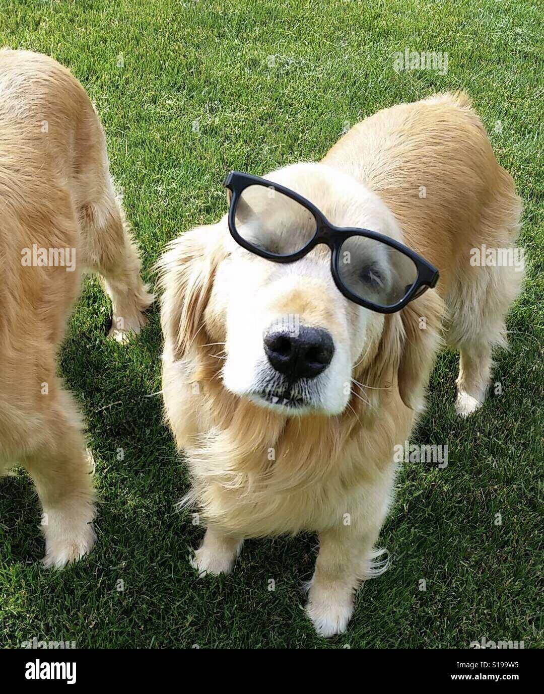 Golden Retriever Dog Wearing Nerd Glasses Stockfoto, Lizenzfreies Bild 310606609 Alamy