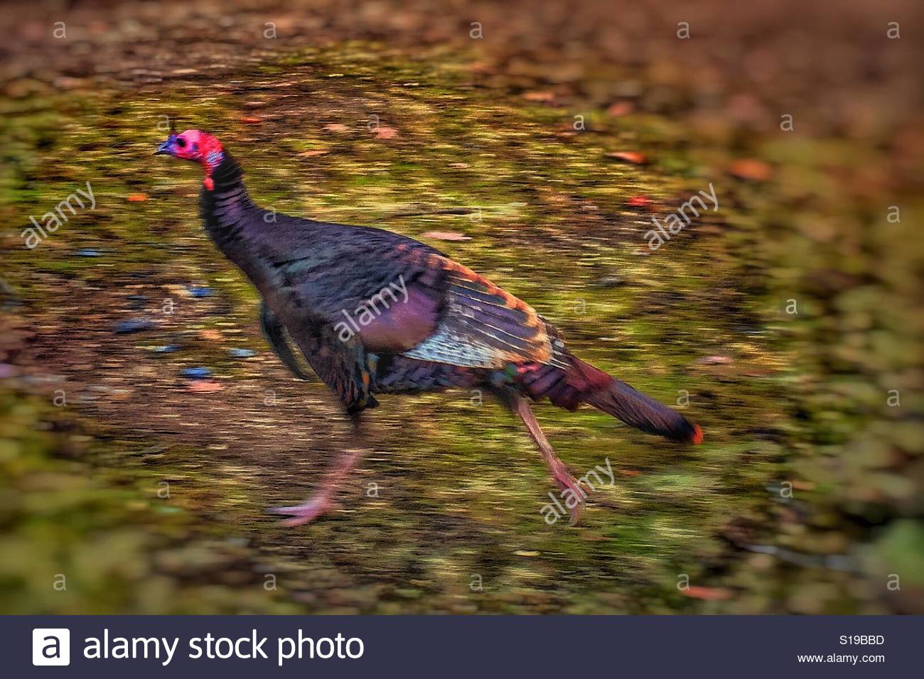 Wild turkey running Stock Photo, Royalty Free Image: 310607793 - Alamy