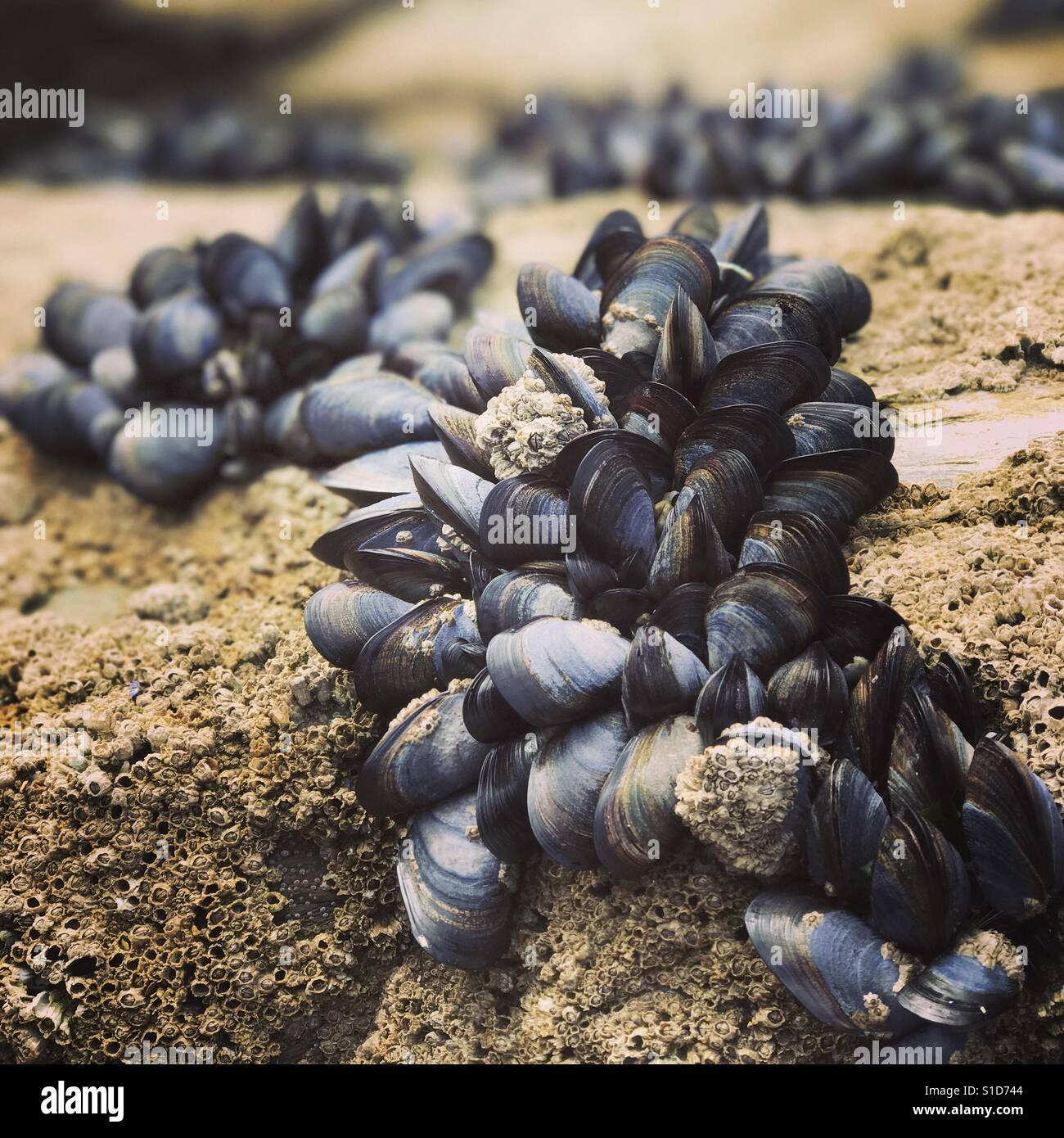 How Do You Find Oysters On The Beach at Joseph Smith blog