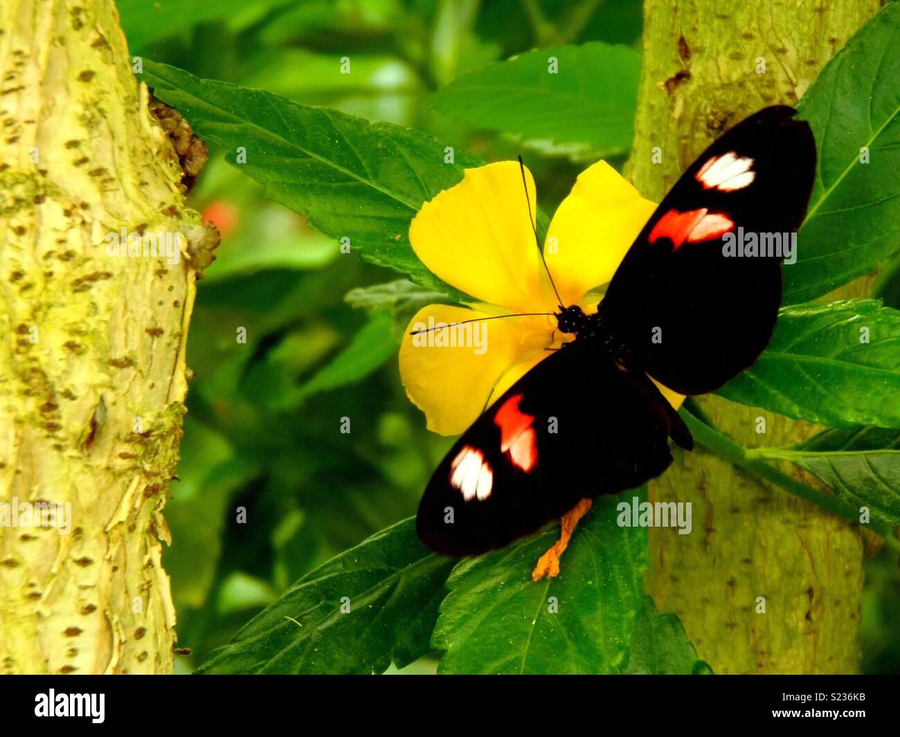 Postman Butterfly Heliconius Melpomene Stock Photo Alamy