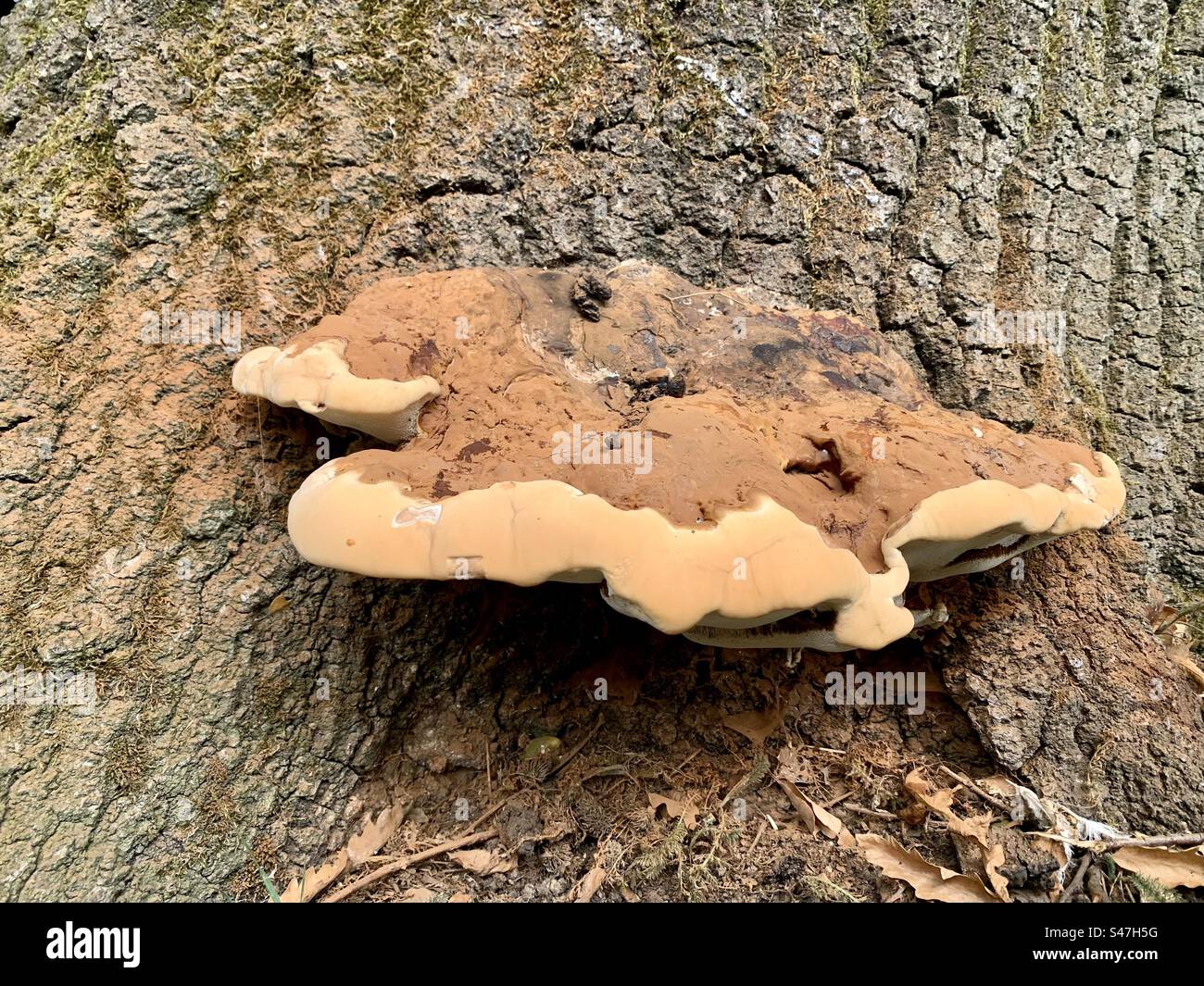 Mushroom Funghi Growing Out Of Treee Trunk Stock Photo Alamy