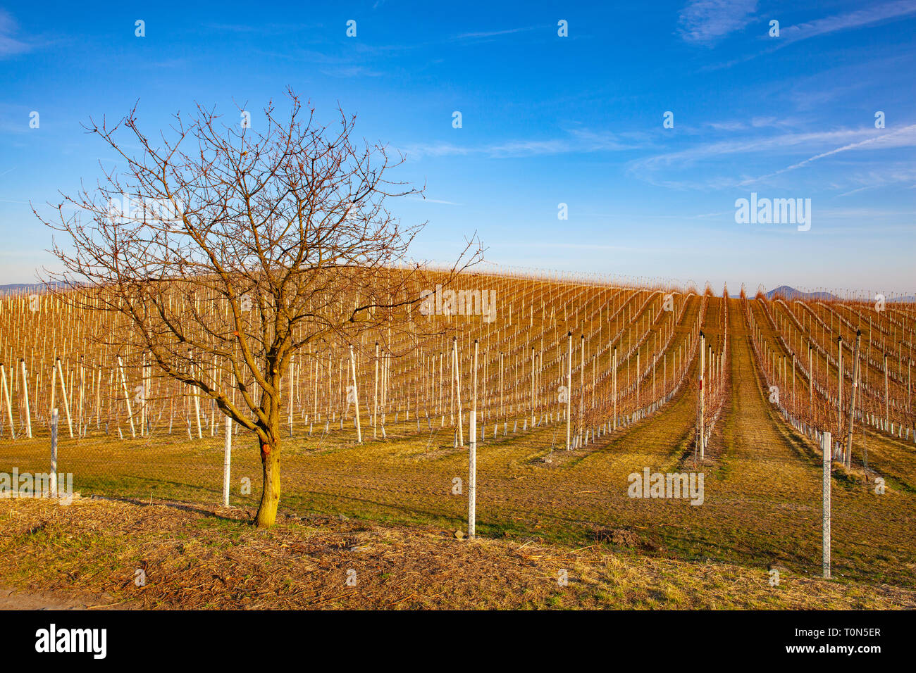 Apple Orchard Rows In Spring Fruit Trees Over Bright Blue Sky Apple