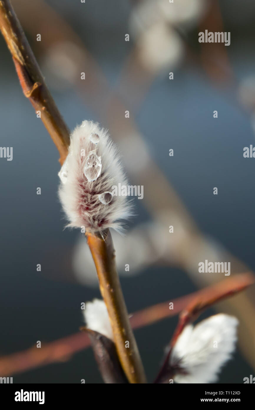 Pussy Willow Branches On River Water Background Stock Photo Alamy