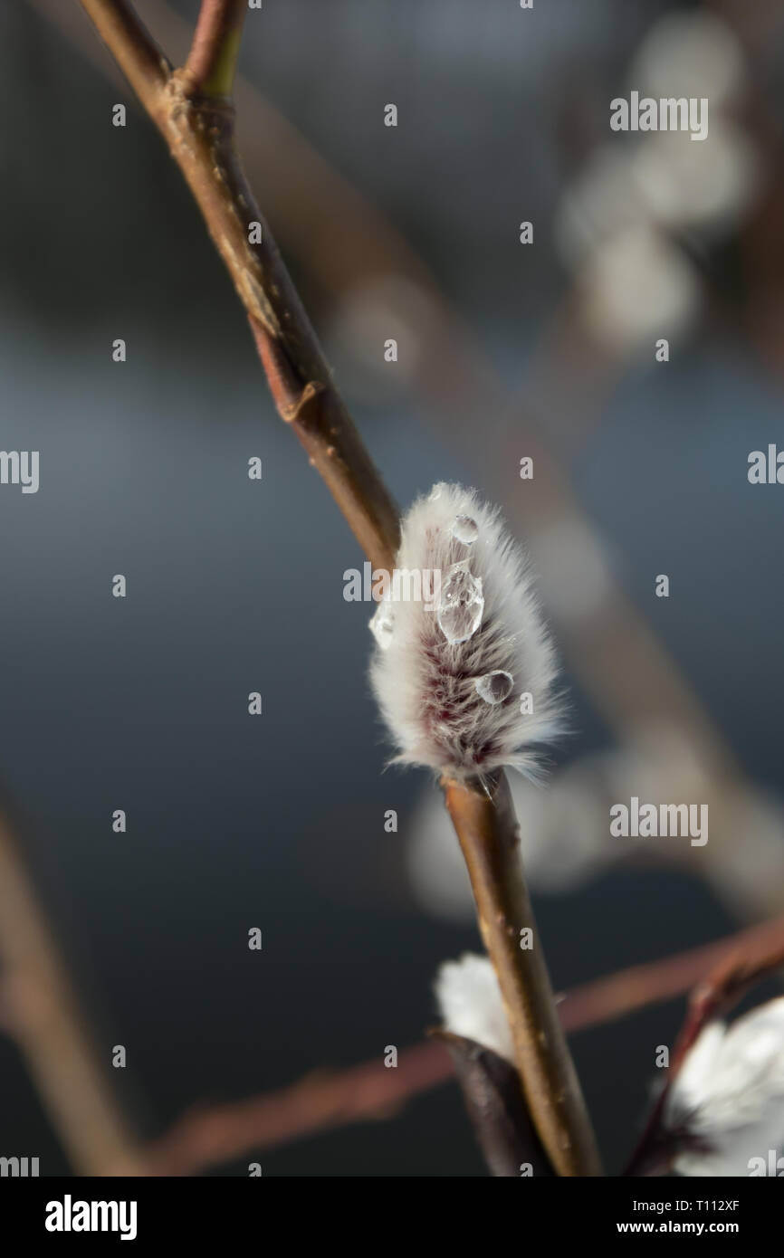 Pussy Willow Branches On River Water Background Stock Photo Alamy