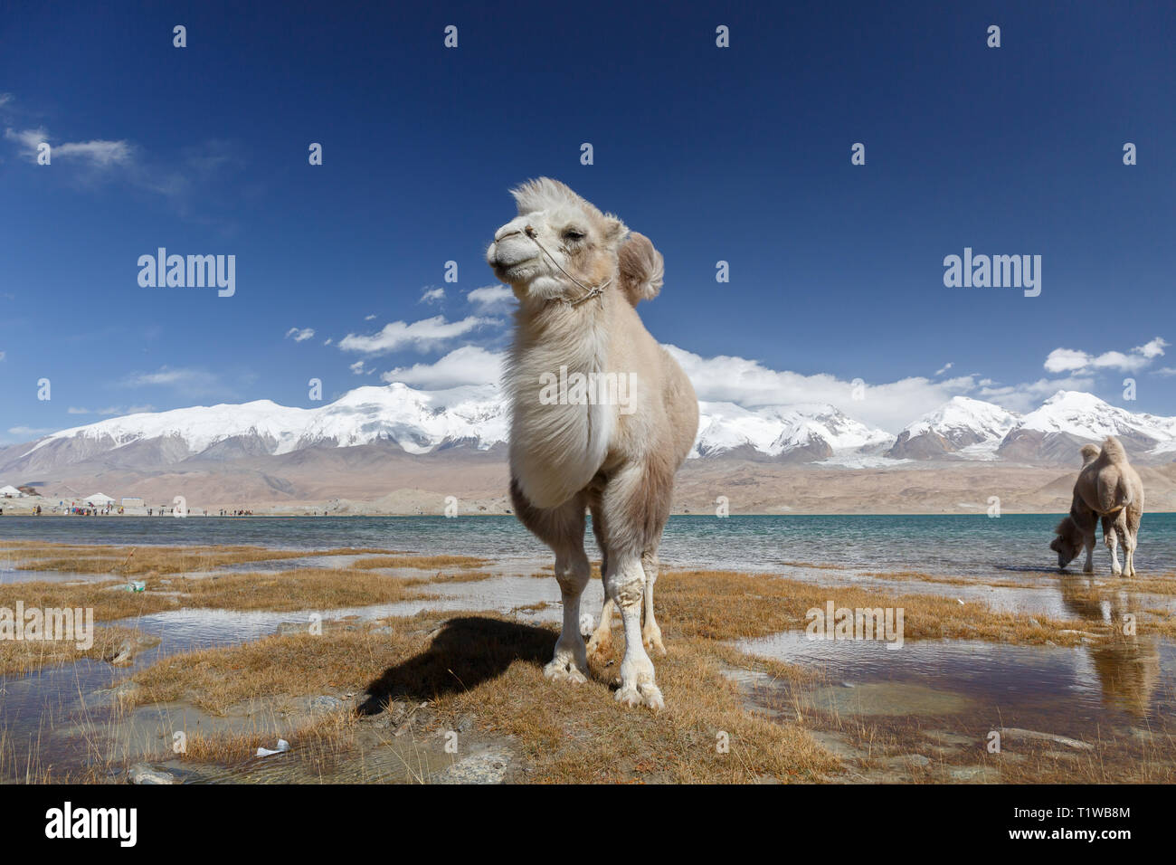 White Camel Posing At Lake Karakul Ii Karakorum Highway Xinjiang