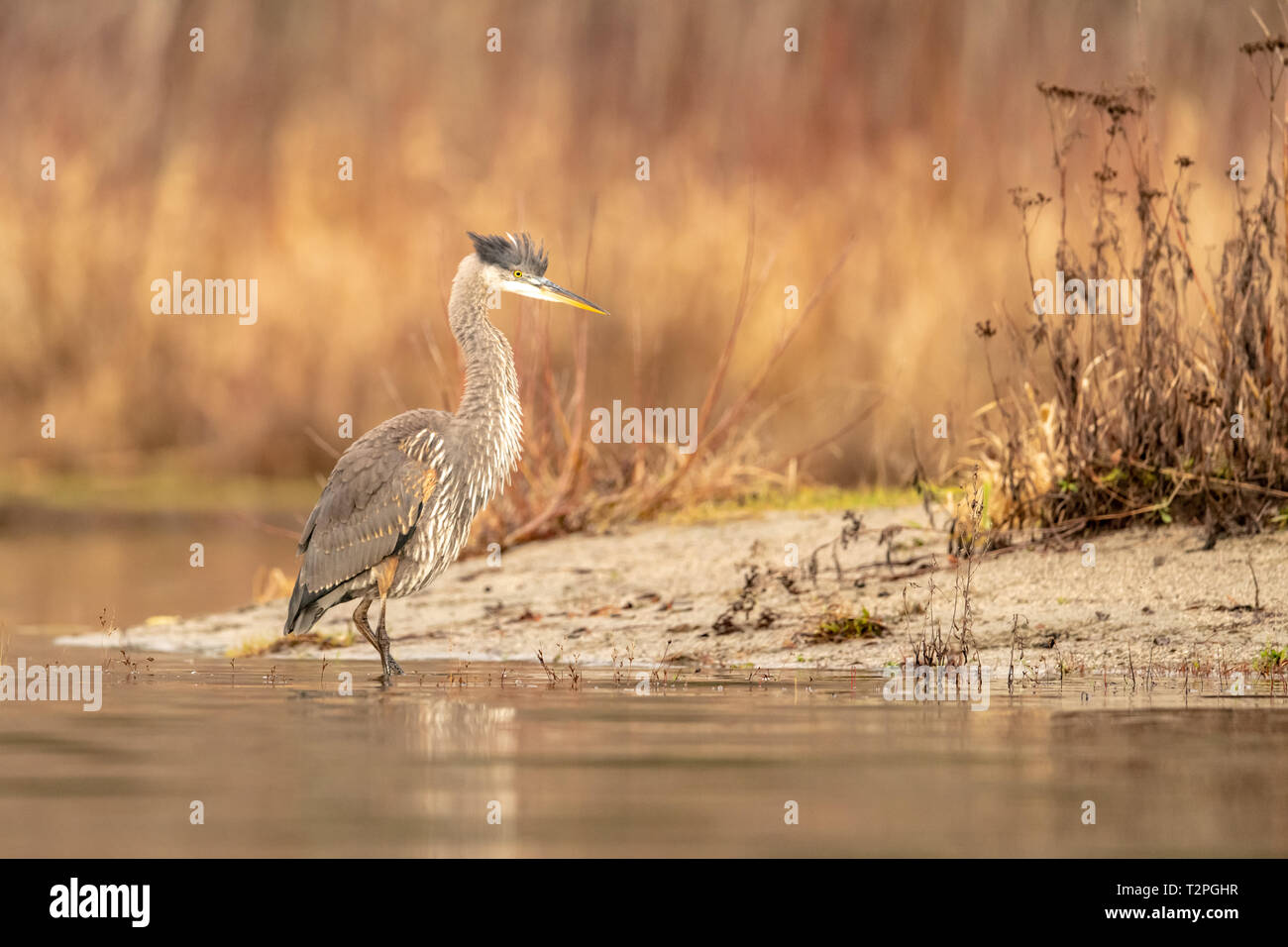 Great Blue Heron Ardea Herodias In Pacific Northwest Stock Photo Alamy