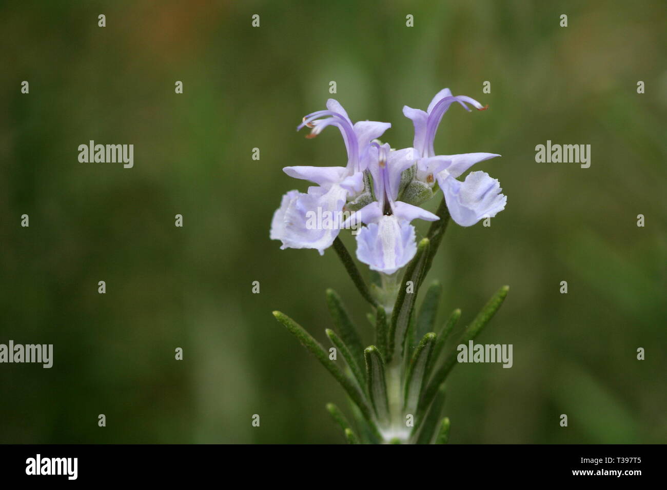 Flowering Rosemary Rosmarinus Officinalis Stock Photo Alamy