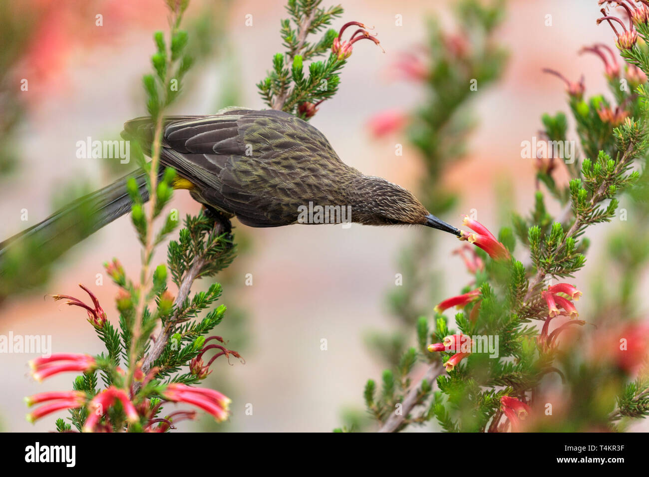 Male Cape Sugarbird Promerops Cafer Sitting On A Flower Sucking