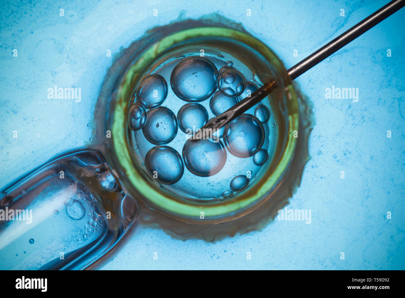 In Vitro Fertilisation Ivf Macro Concept Stock Photo Alamy