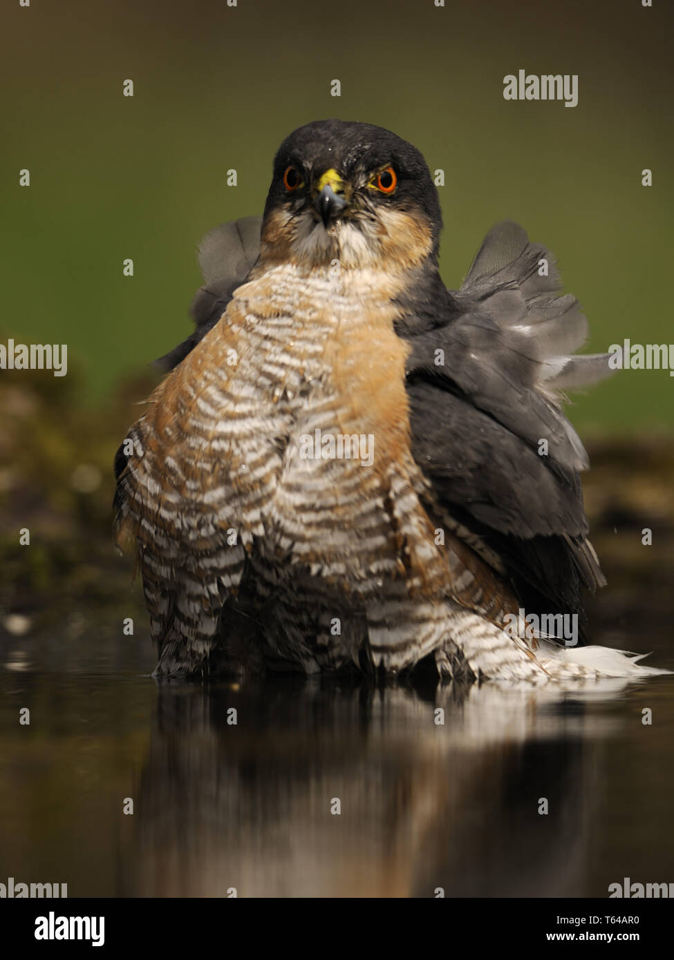 Eurasian Sparrow Hawk Accipiter Nisus Germany Stock Photo Alamy