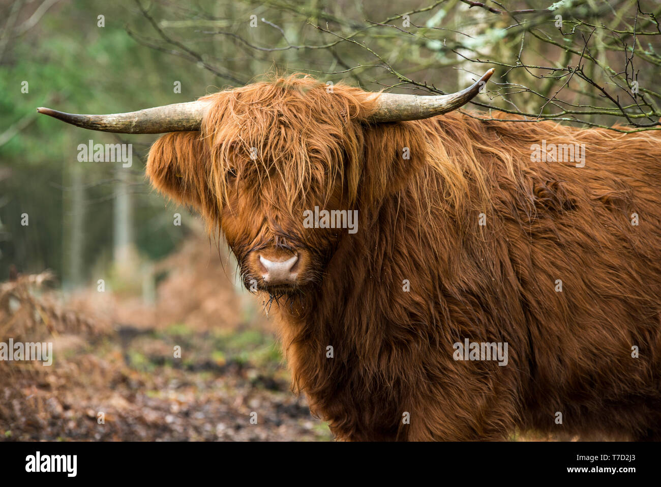 Highland Cow Looking At The Camera Snowdonia National Park North