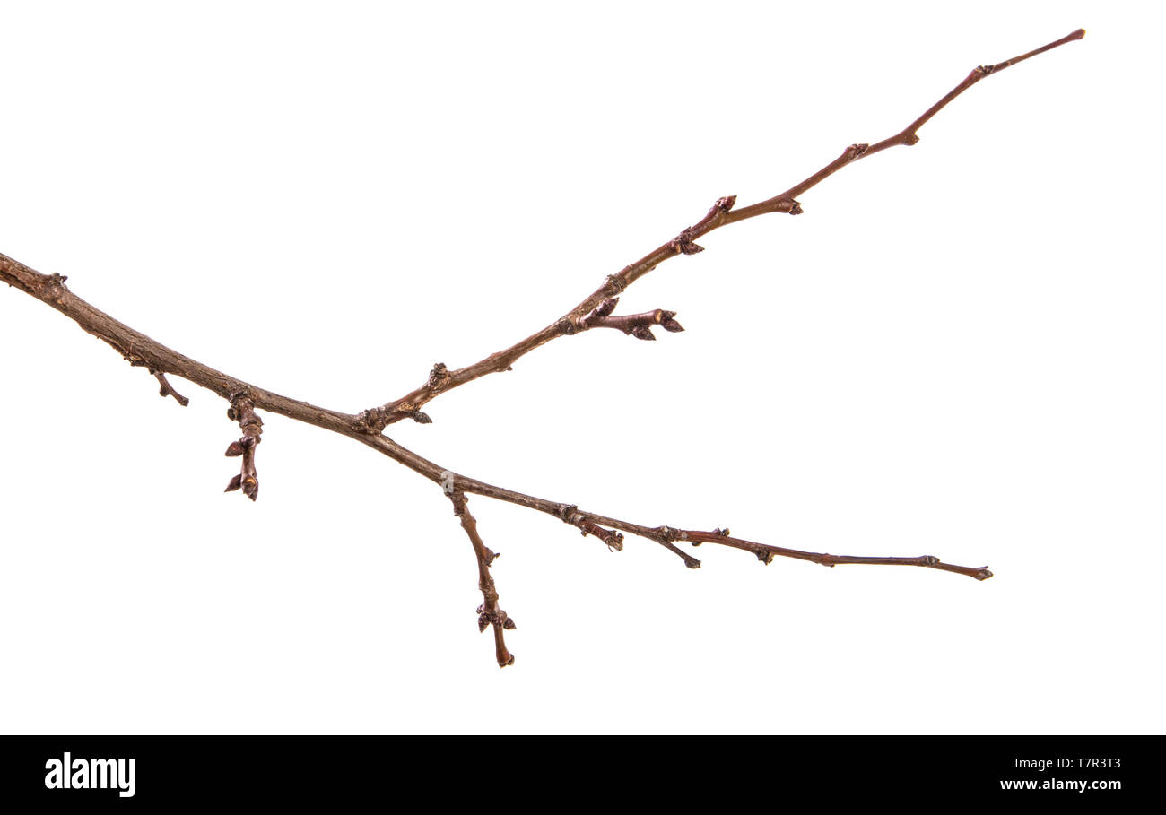 Dry Apricot Tree Branch Isolated On White Stock Photo Alamy