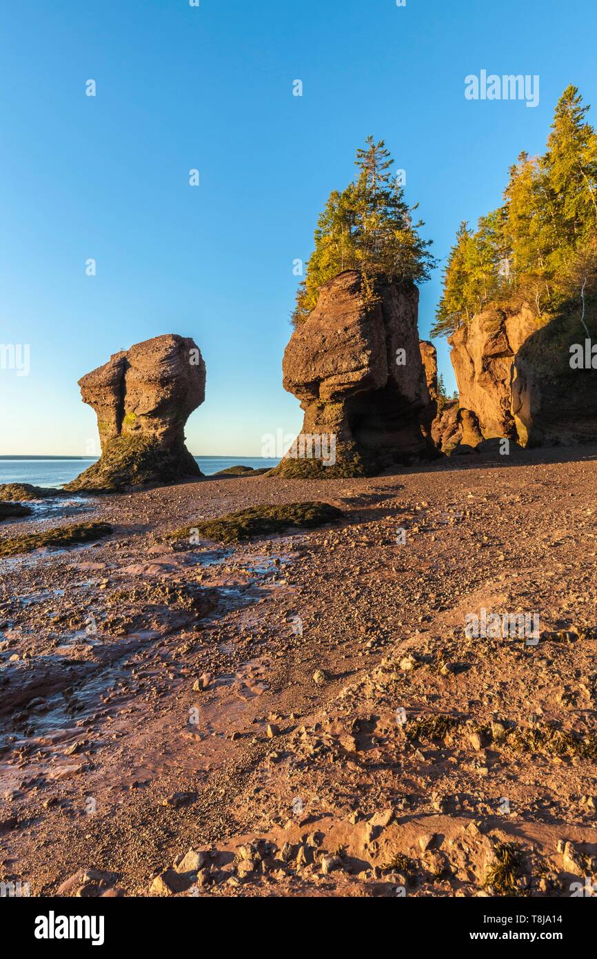 Canada New Brunswick Bay Of Fundy Hopewell Rocks Flowerpot Rocks